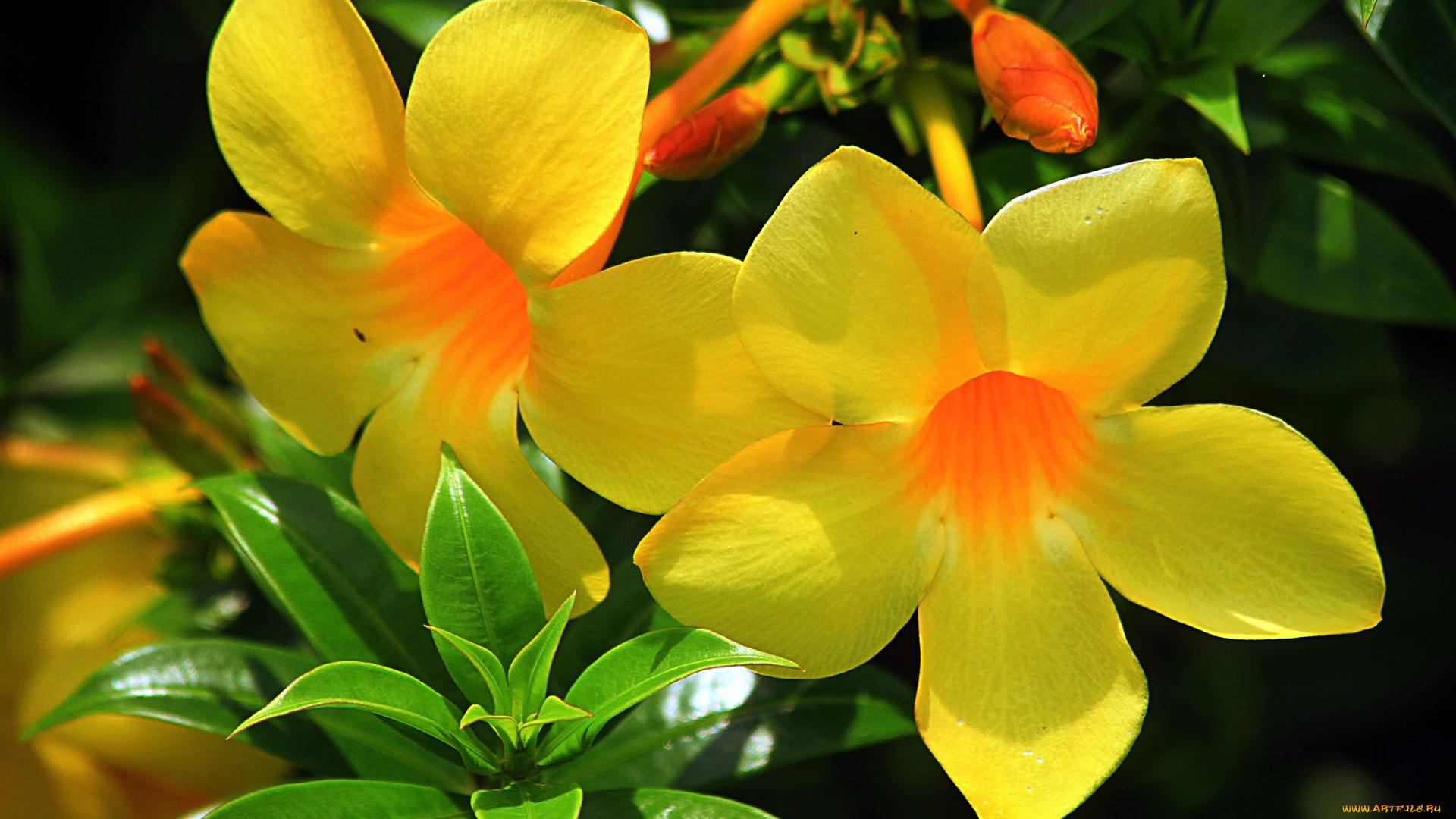 цветы, алламанда