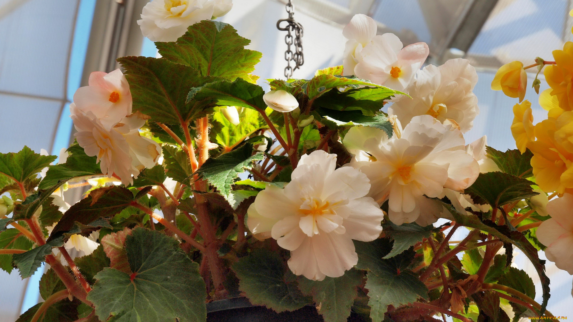 цветы, бегония