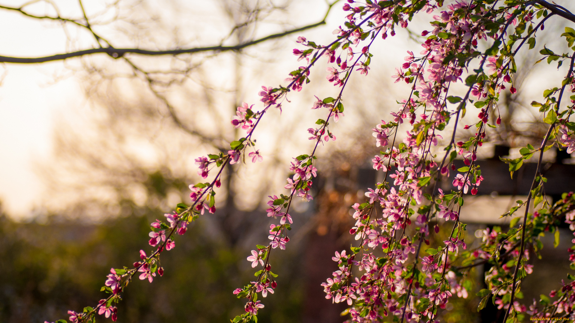 цветы, цветущие, деревья, кустарники, ветки, цветение
