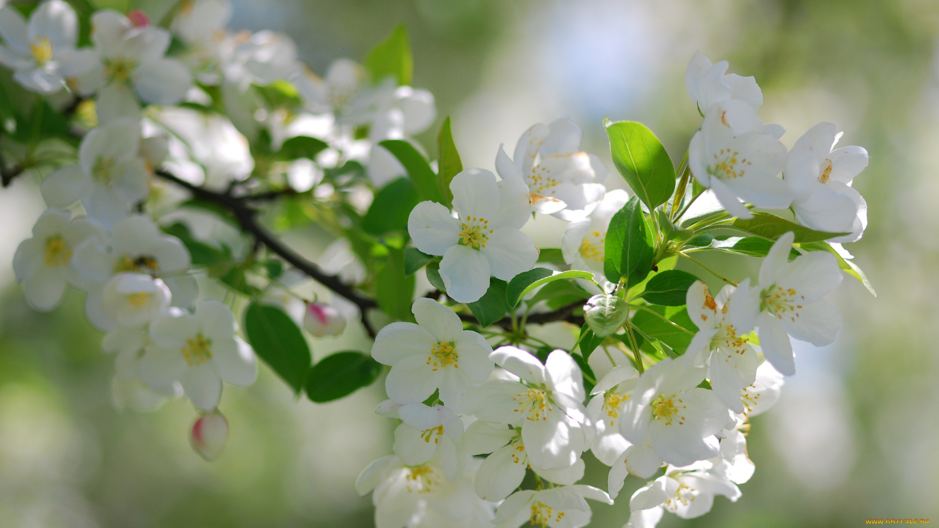 цветы, цветущие, деревья, кустарники, ветка, цветение, макро