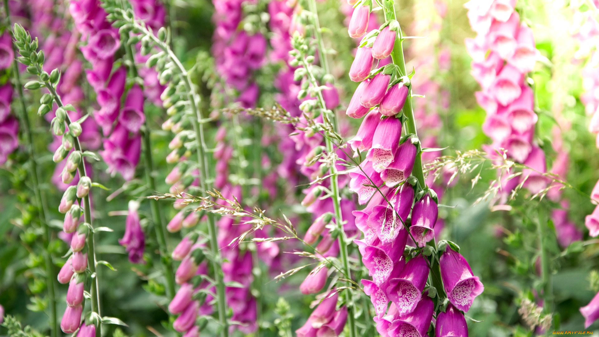 цветы, дигиталис, наперстянка, розовый