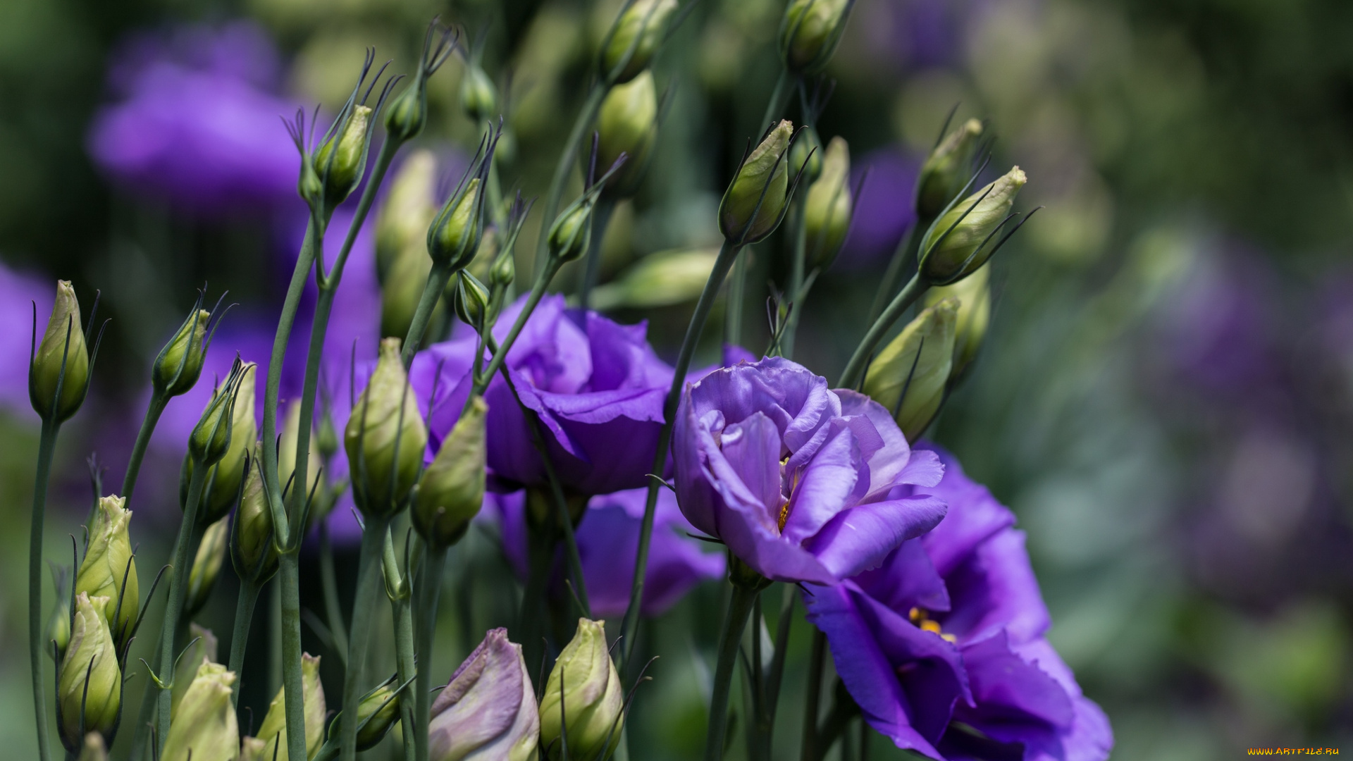 цветы, эустома, фиолетовый