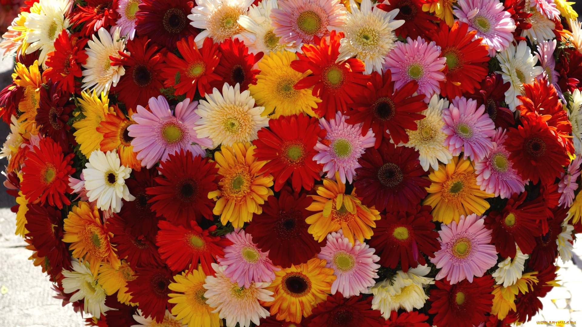 цветы, герберы, шар, много, разноцветный