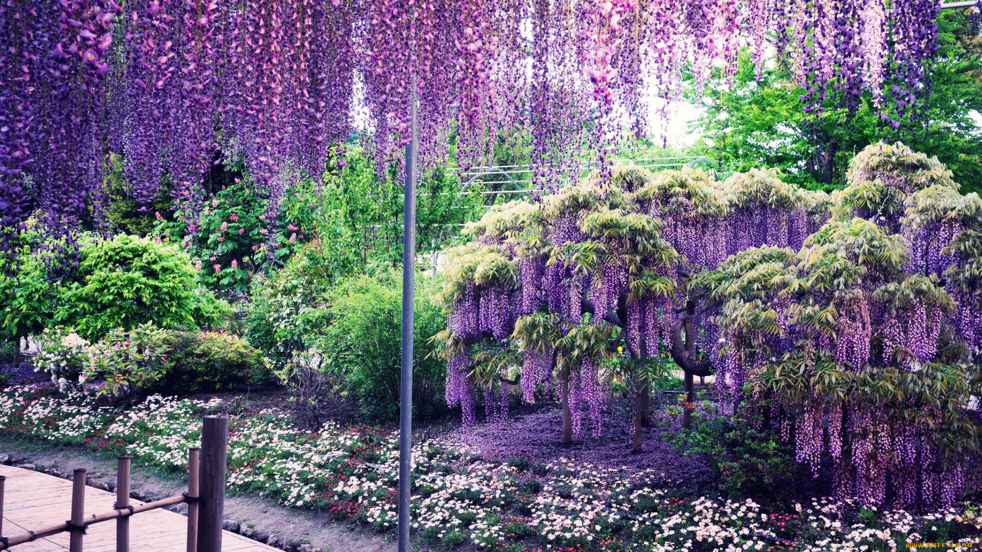 цветы, глициния, фиолетовый, вистерия