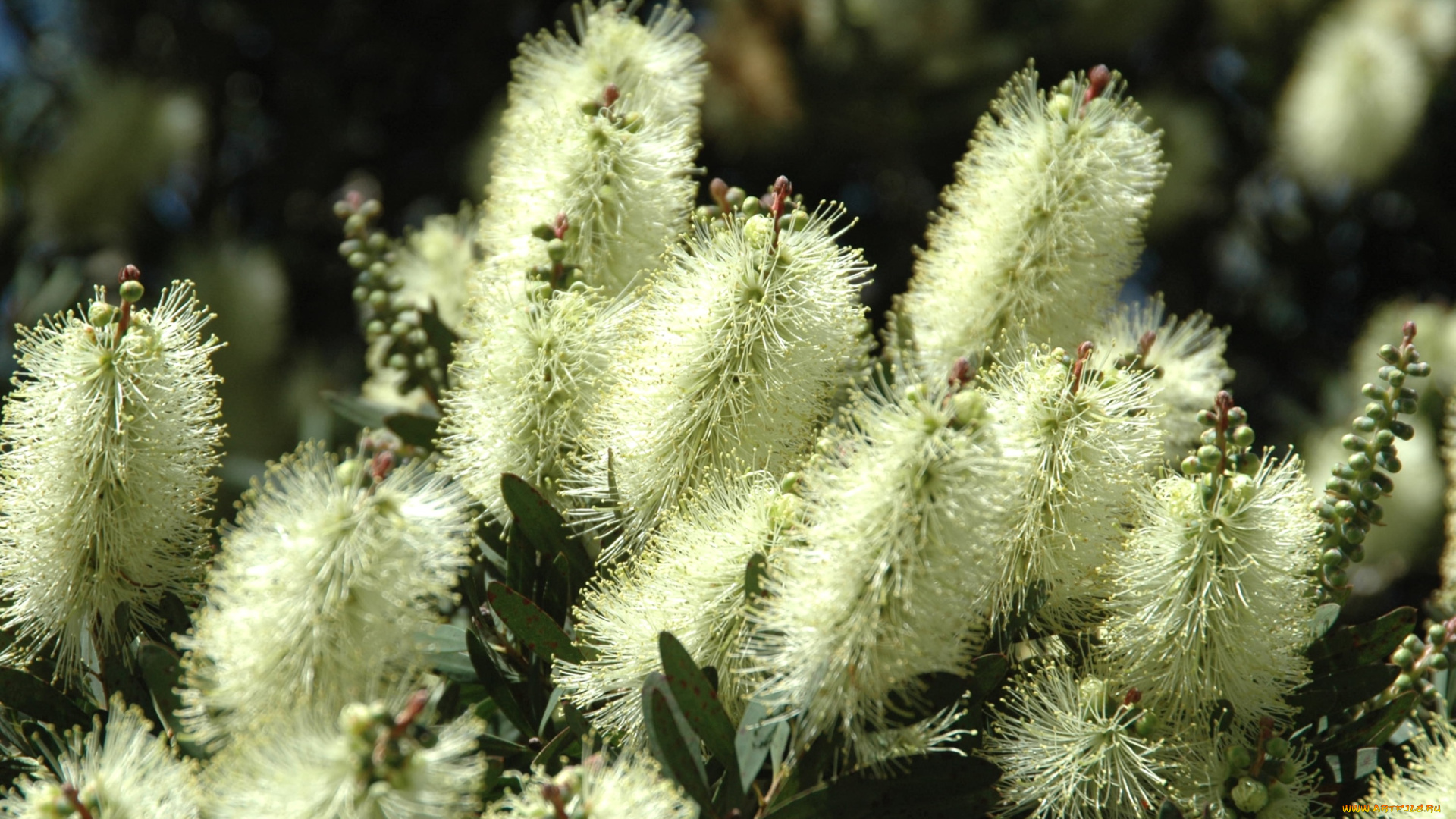 цветы, каллистемон, ершики