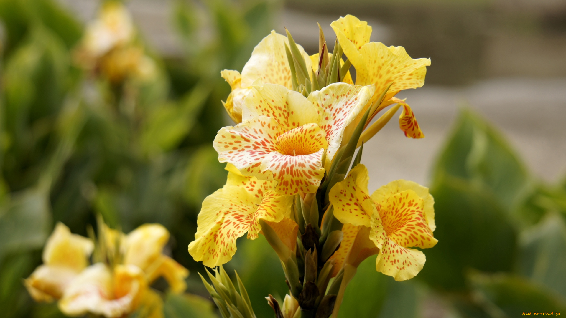 цветы, канна, крапинки