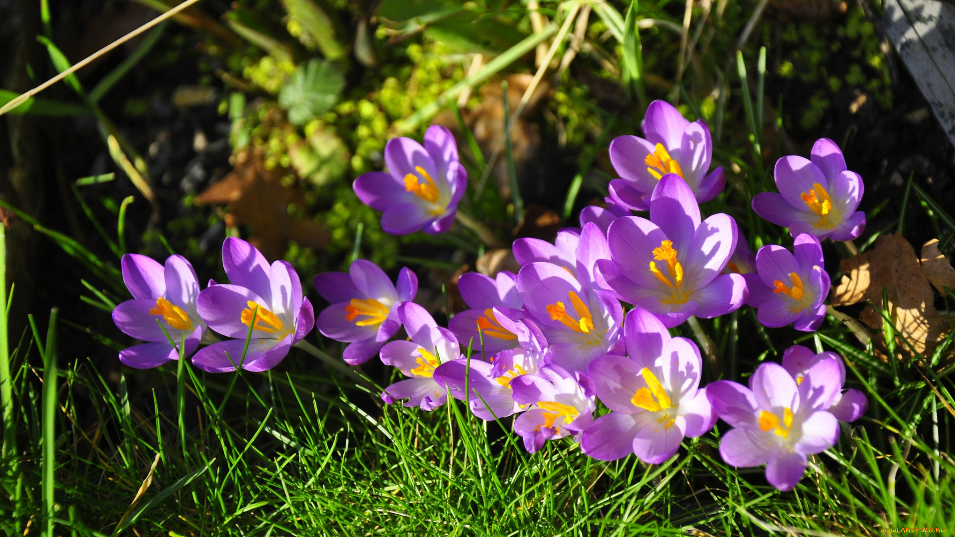 цветы, крокусы, весна, свет, лиловый