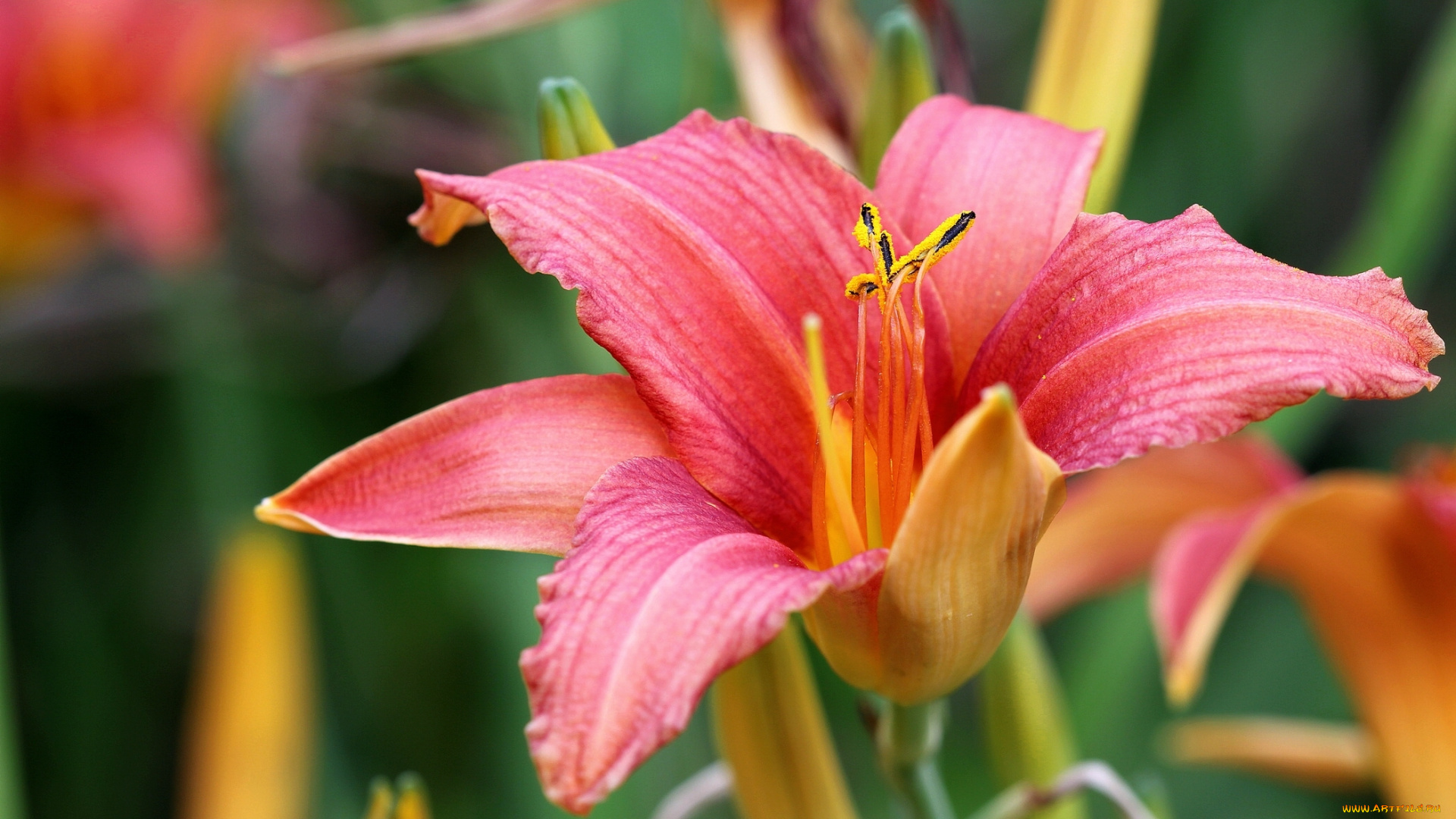 цветы, лилии, лилейники, макро, лилия