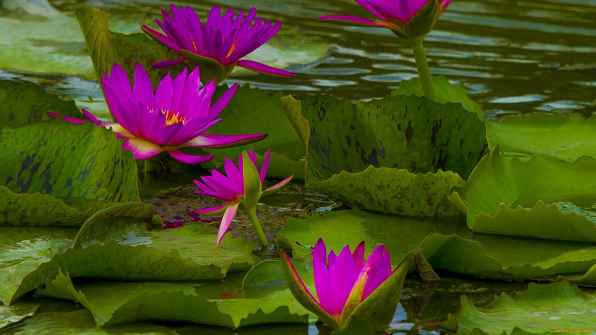 цветы, лилии, водяные, нимфеи, кувшинки, листья, нимфея