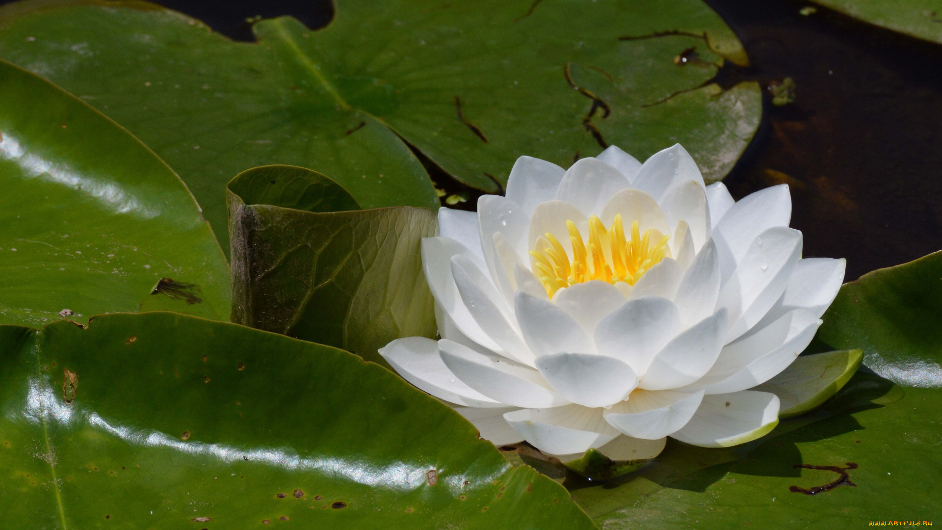 цветы, лилии, водяные, нимфеи, кувшинки, нимфея, листья