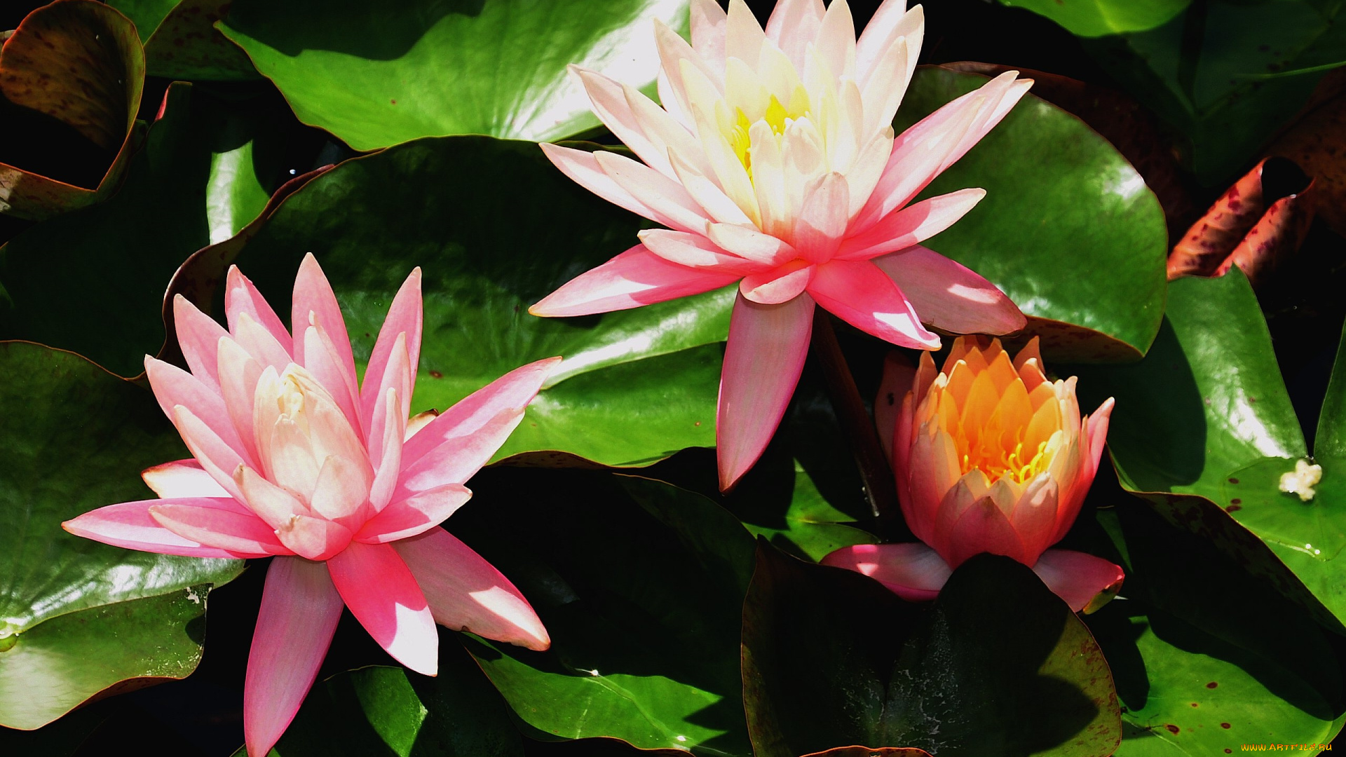 цветы, лилии, водяные, нимфеи, кувшинки, розовый