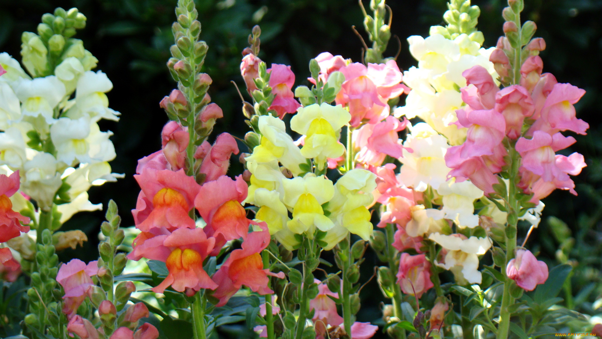 цветы, львиный, зев