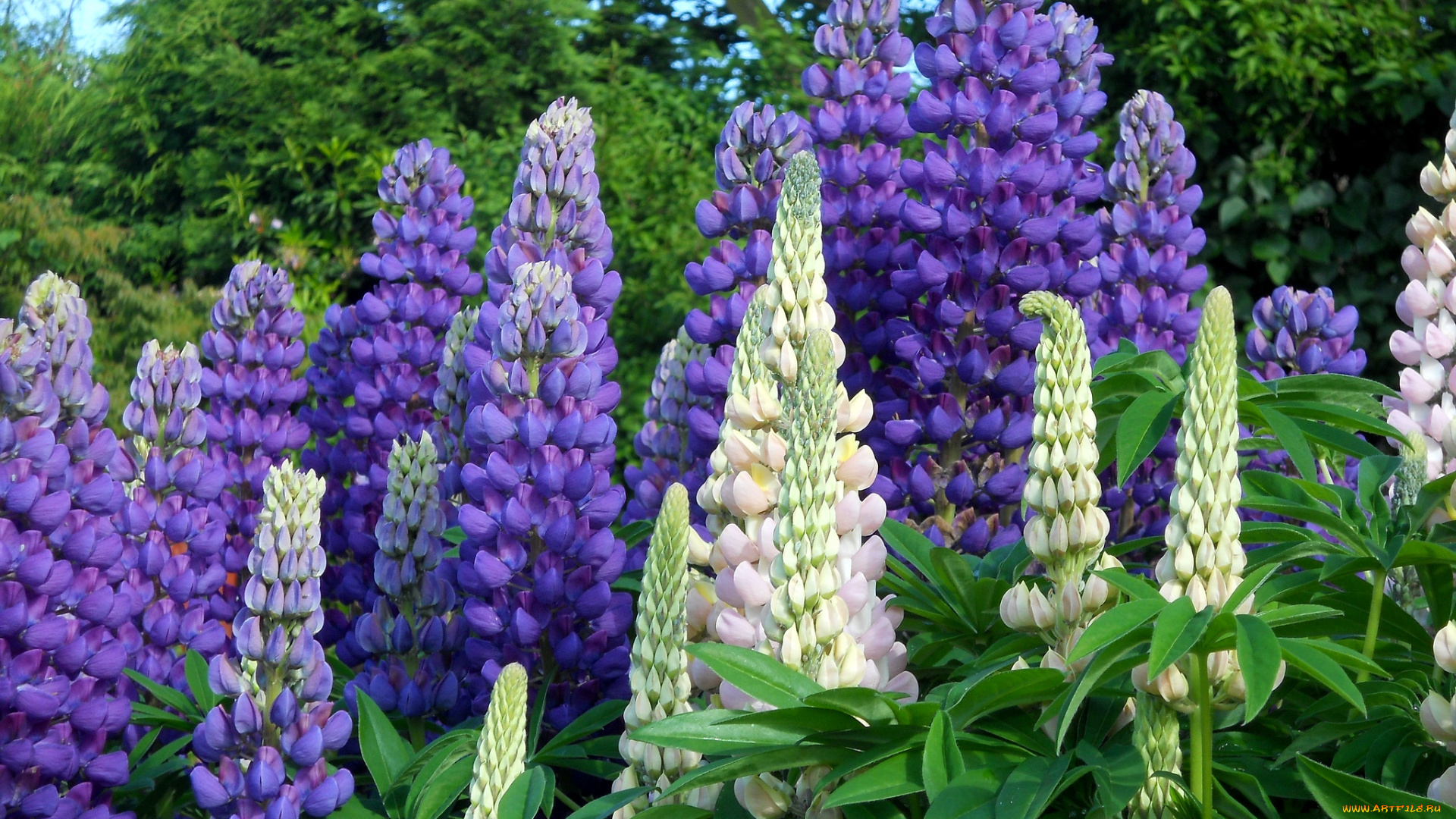 цветы, люпин, фиолетовый