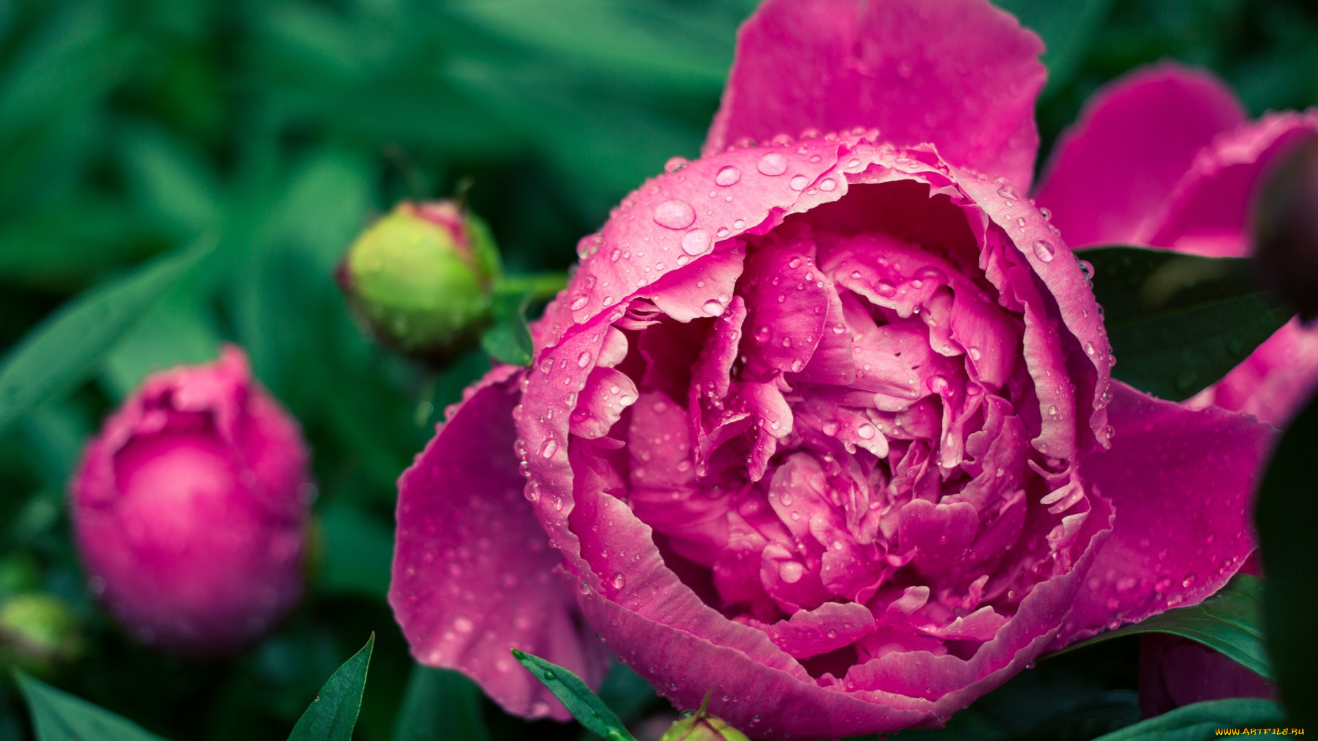 цветы, пионы, капли, бутон