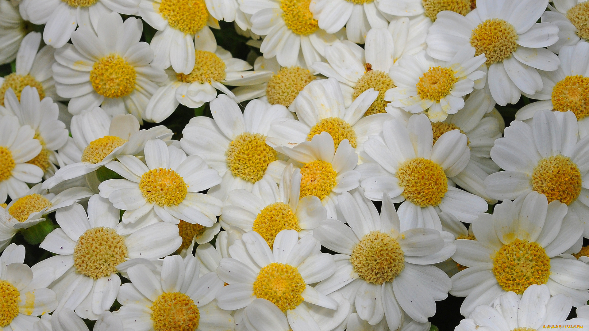 цветы, ромашки, макро