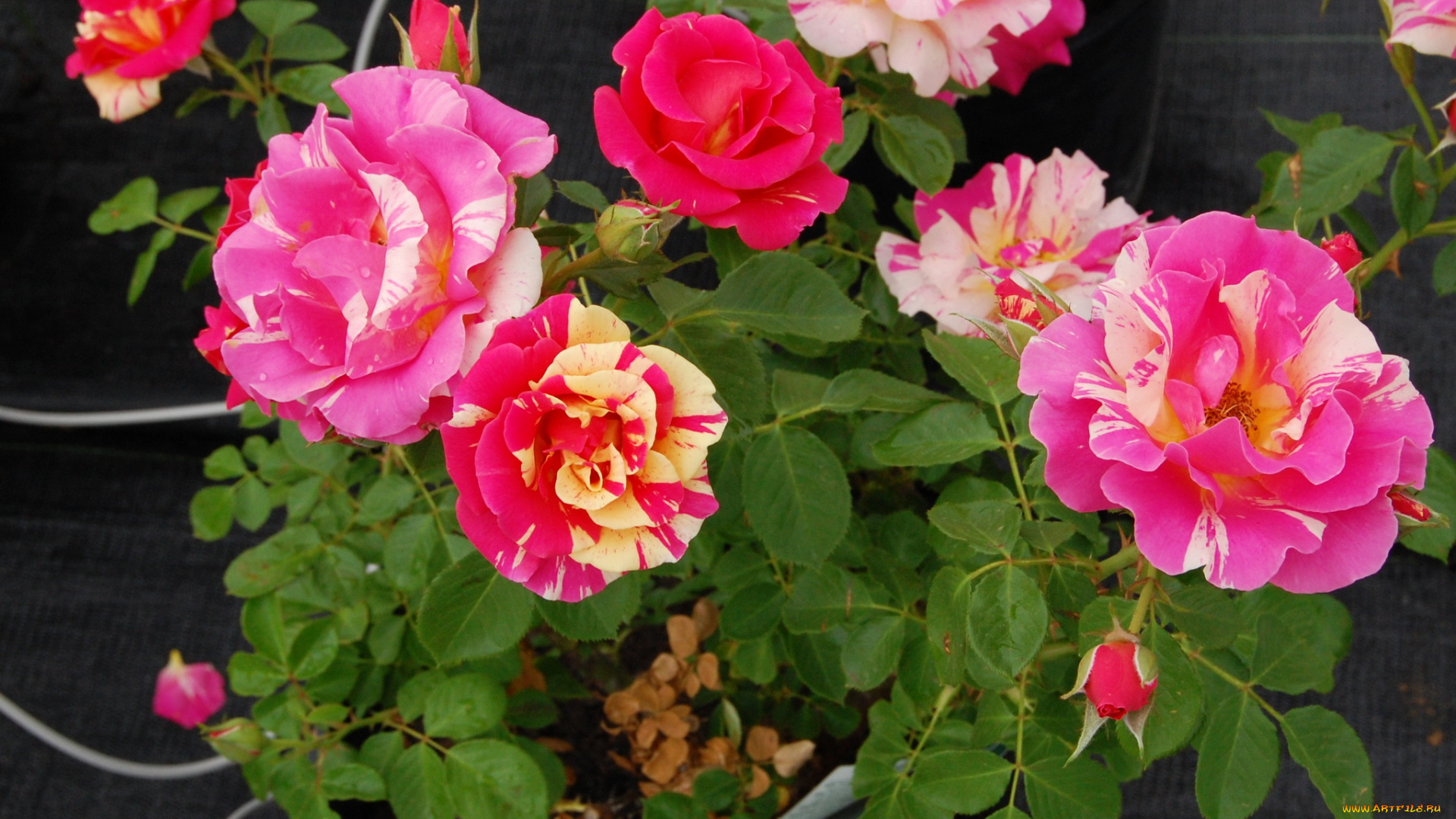 цветы, розы