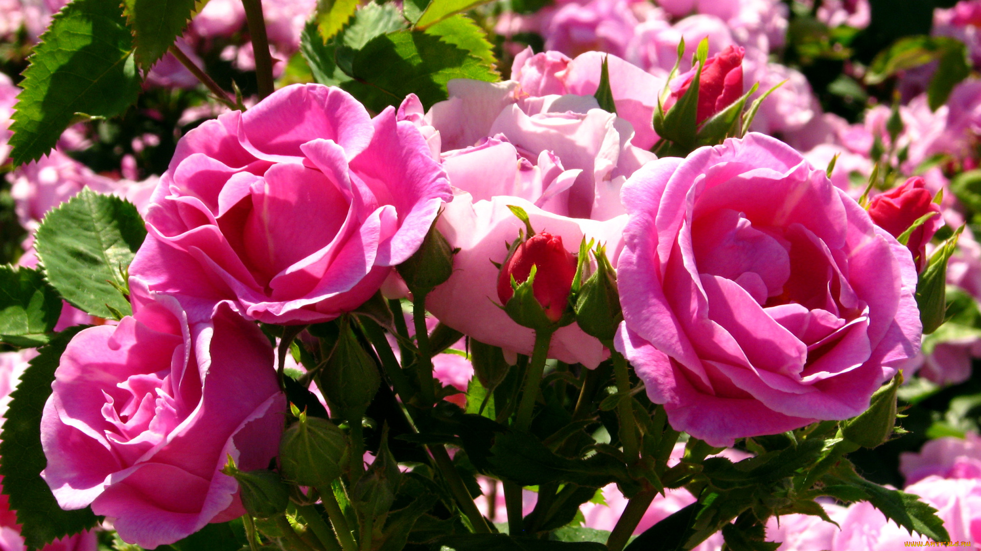 цветы, розы