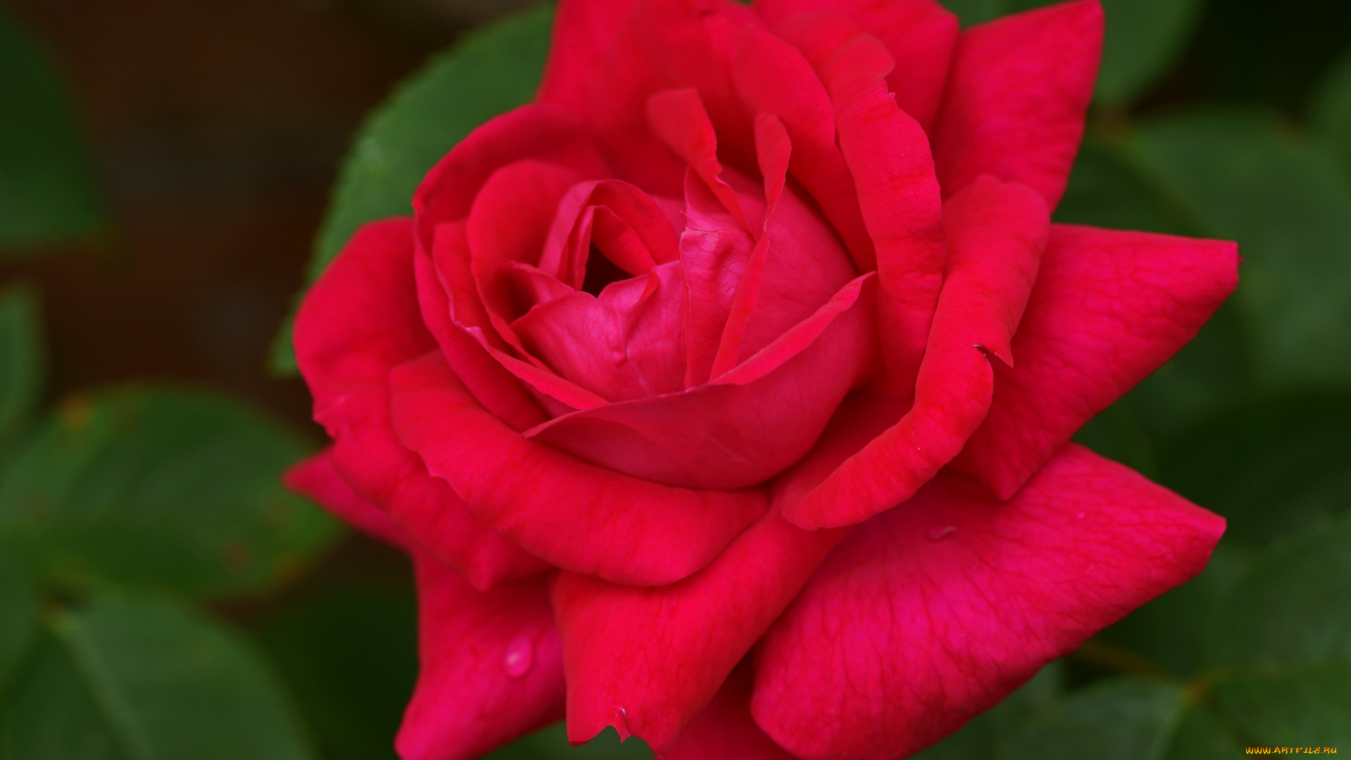 цветы, розы, красный, королева