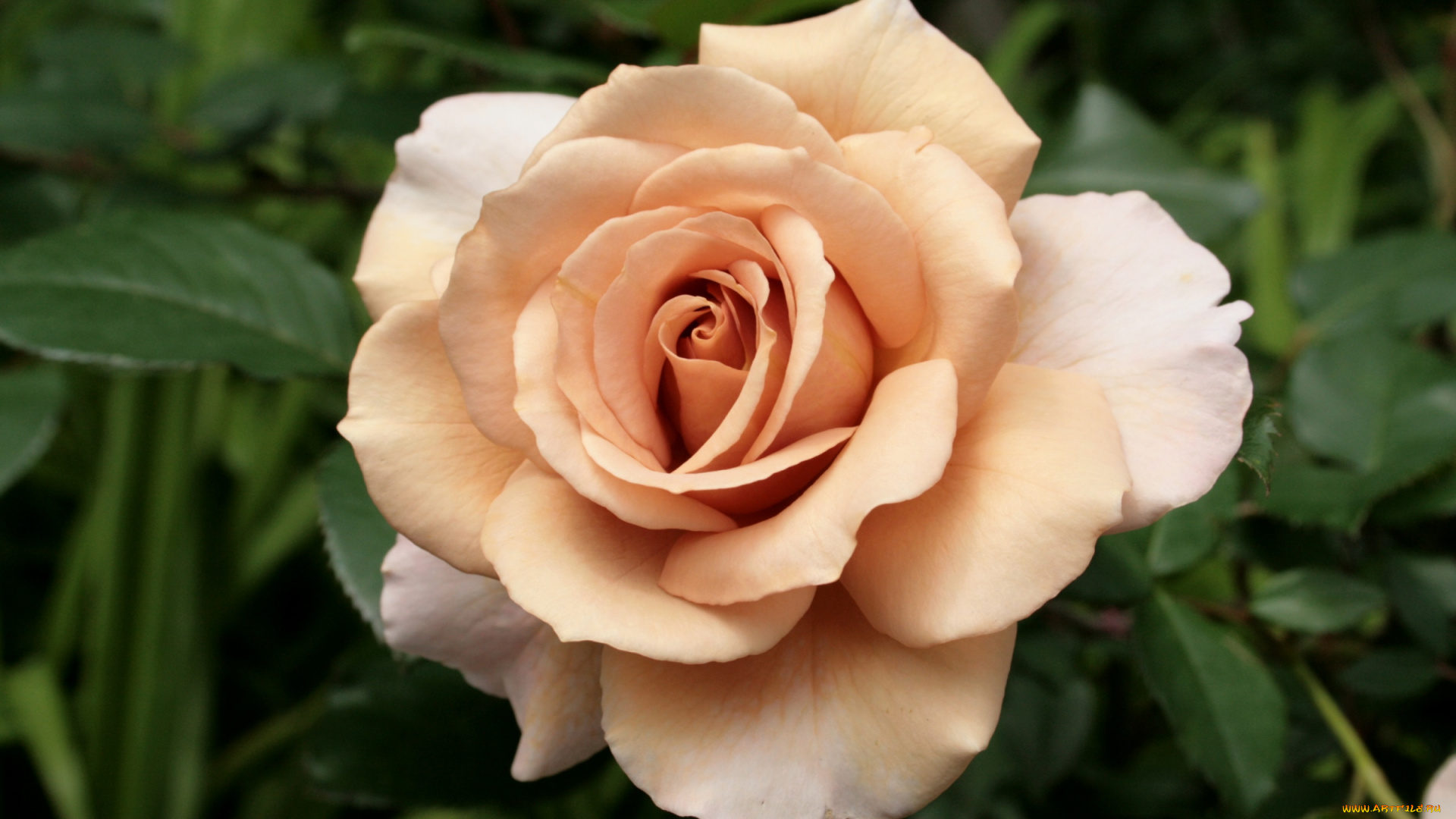 цветы, розы, кремовый