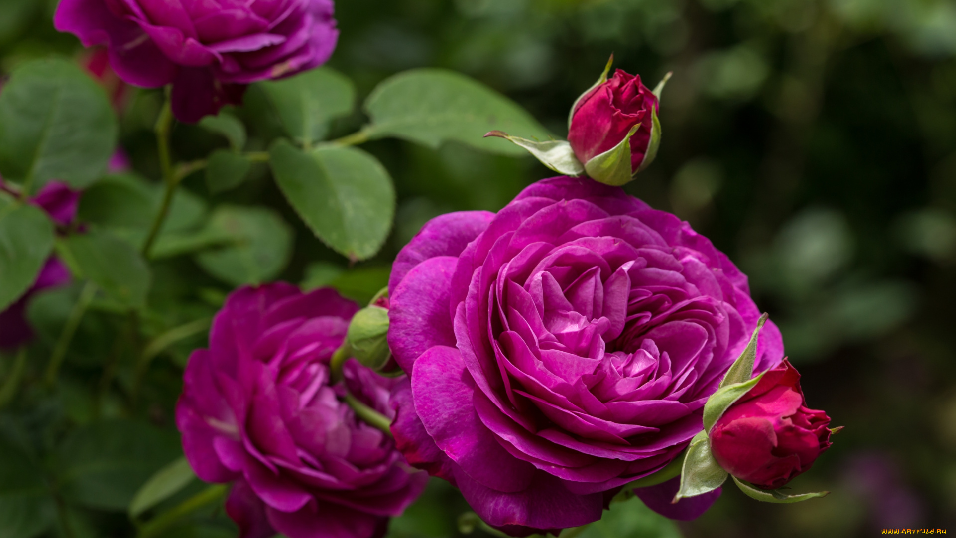 цветы, розы, лиловый