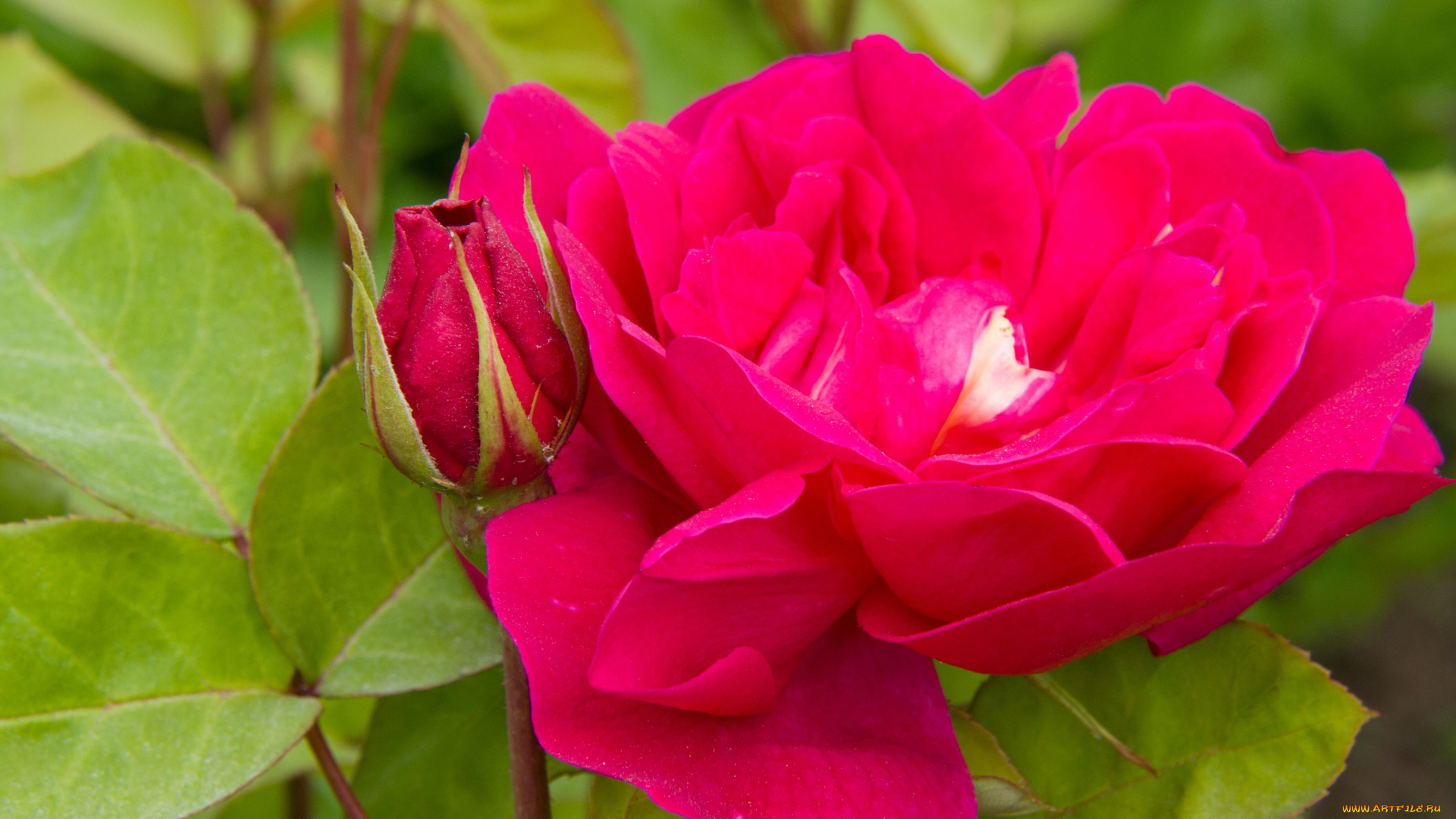 цветы, розы, макро, лепестки, листья, бутон