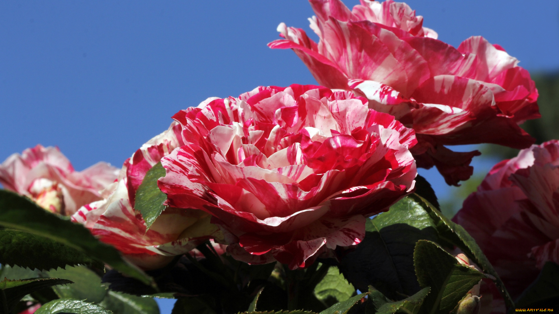 цветы, розы, пестрый