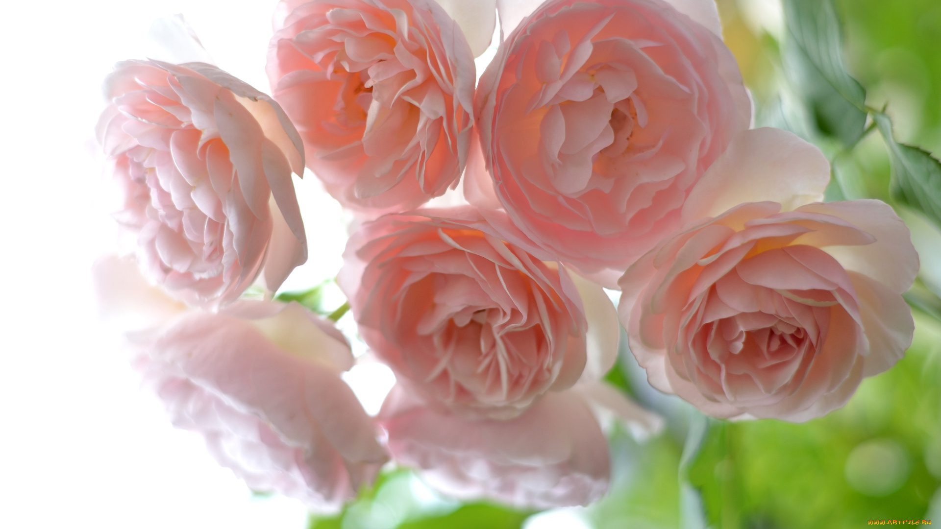 цветы, розы, розовый