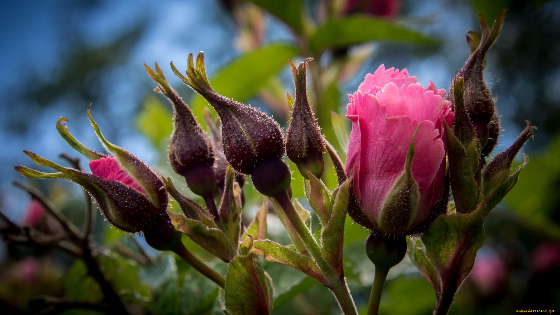 цветы, розы, розовый, бутоны
