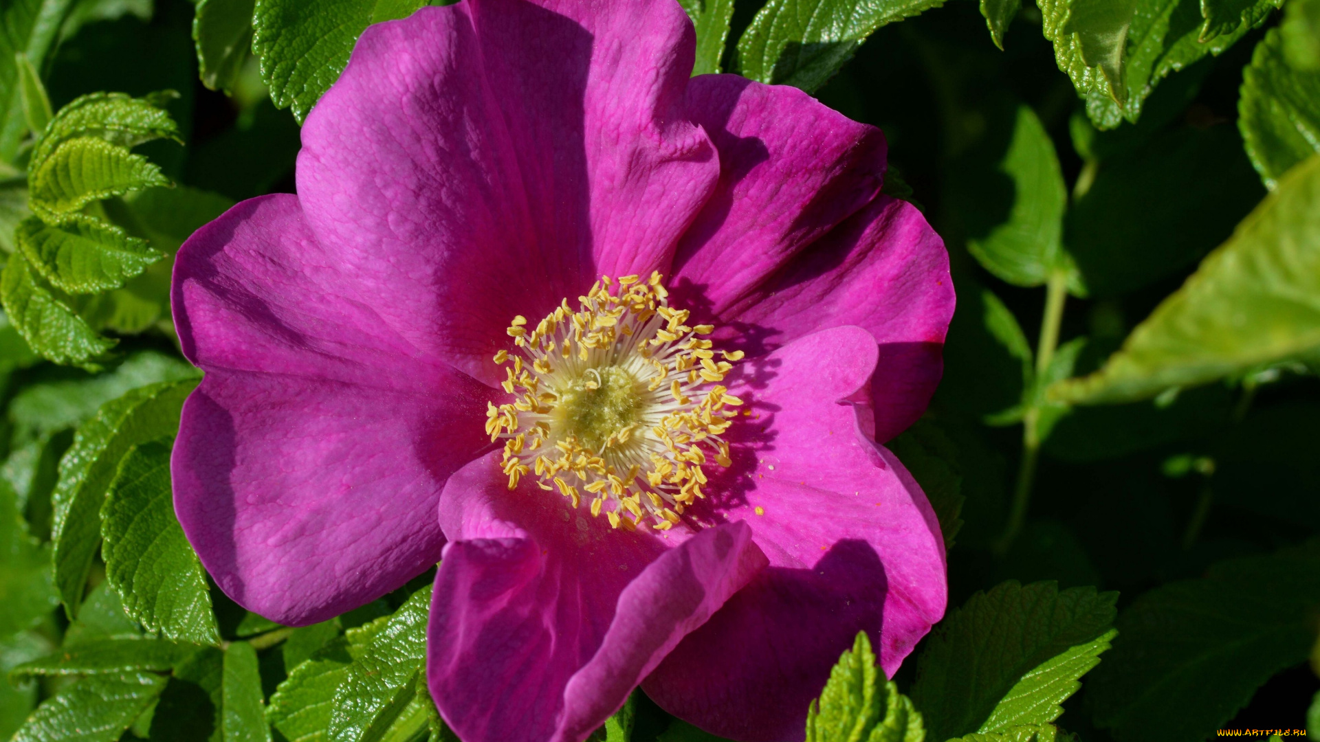 цветы, шиповник, листья, лепестки, макро