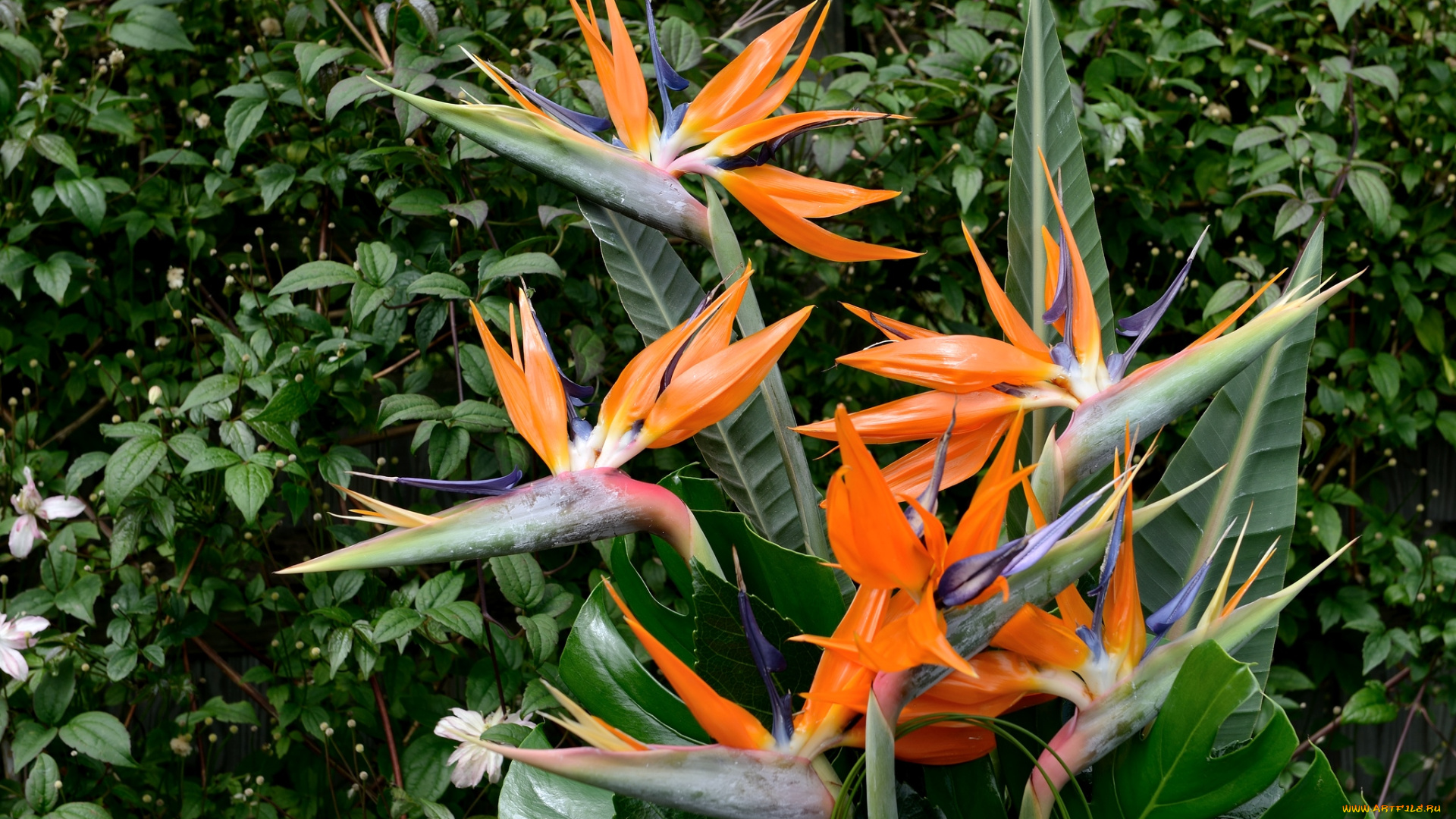 цветы, стрелиция, райская, птица, экзотика