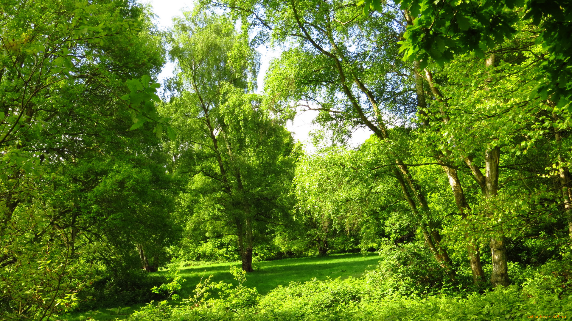 london, природа, парк, деревья, трава