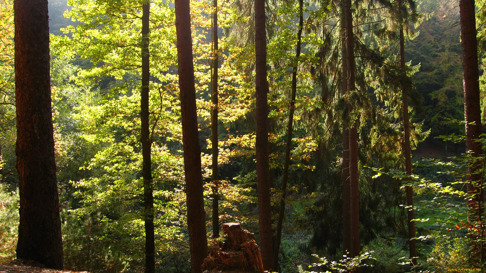 marburg, germany, природа, лес, лето