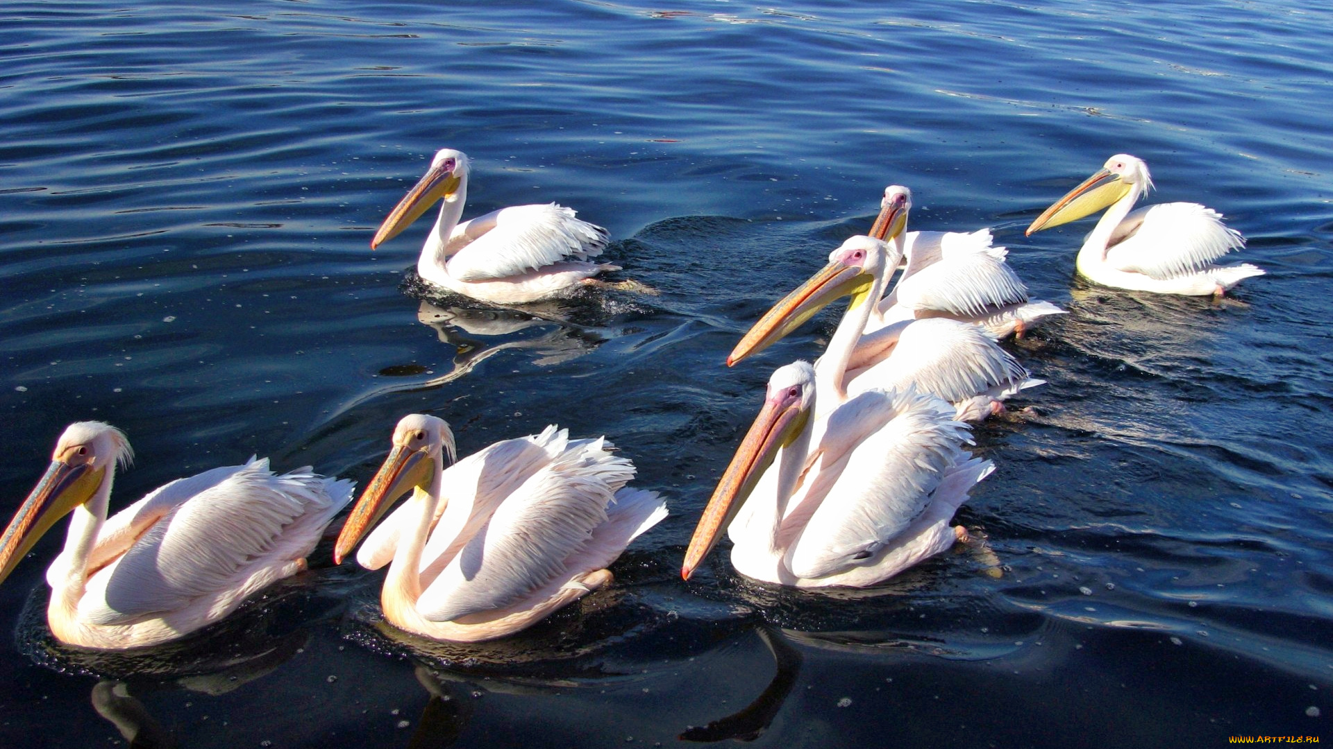 pelicans, white, животные, пеликаны, вода, стайка