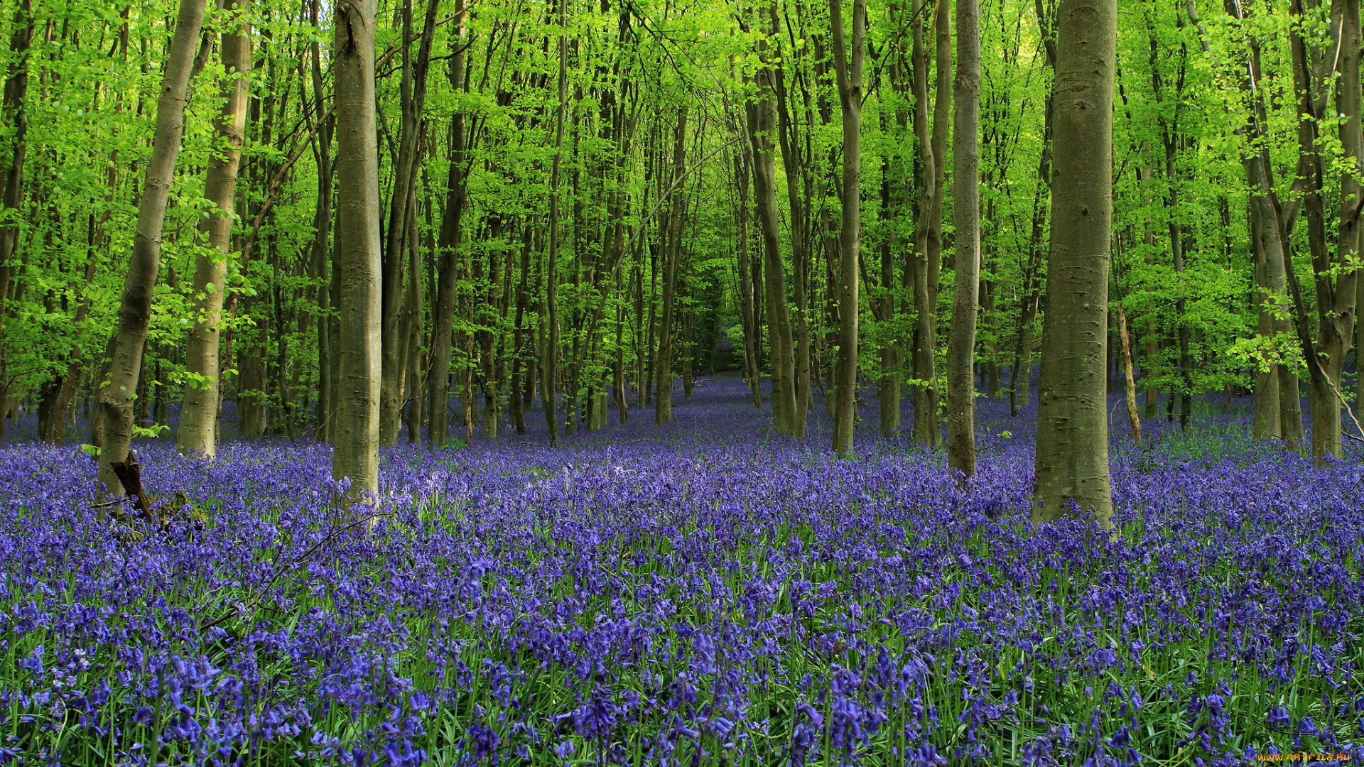 природа, лес, аллея, деревья, поляна, колокольчики, цветы