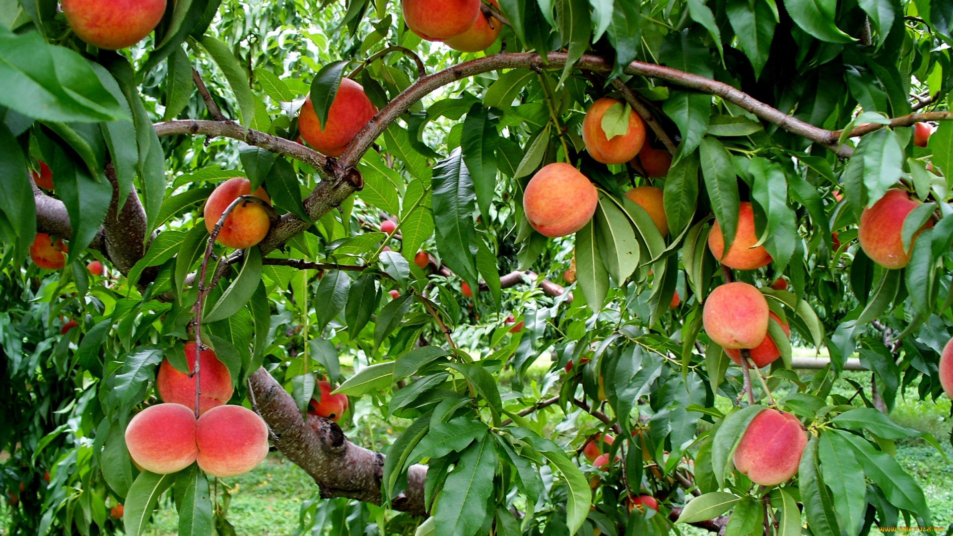 природа, плоды, персик, сад