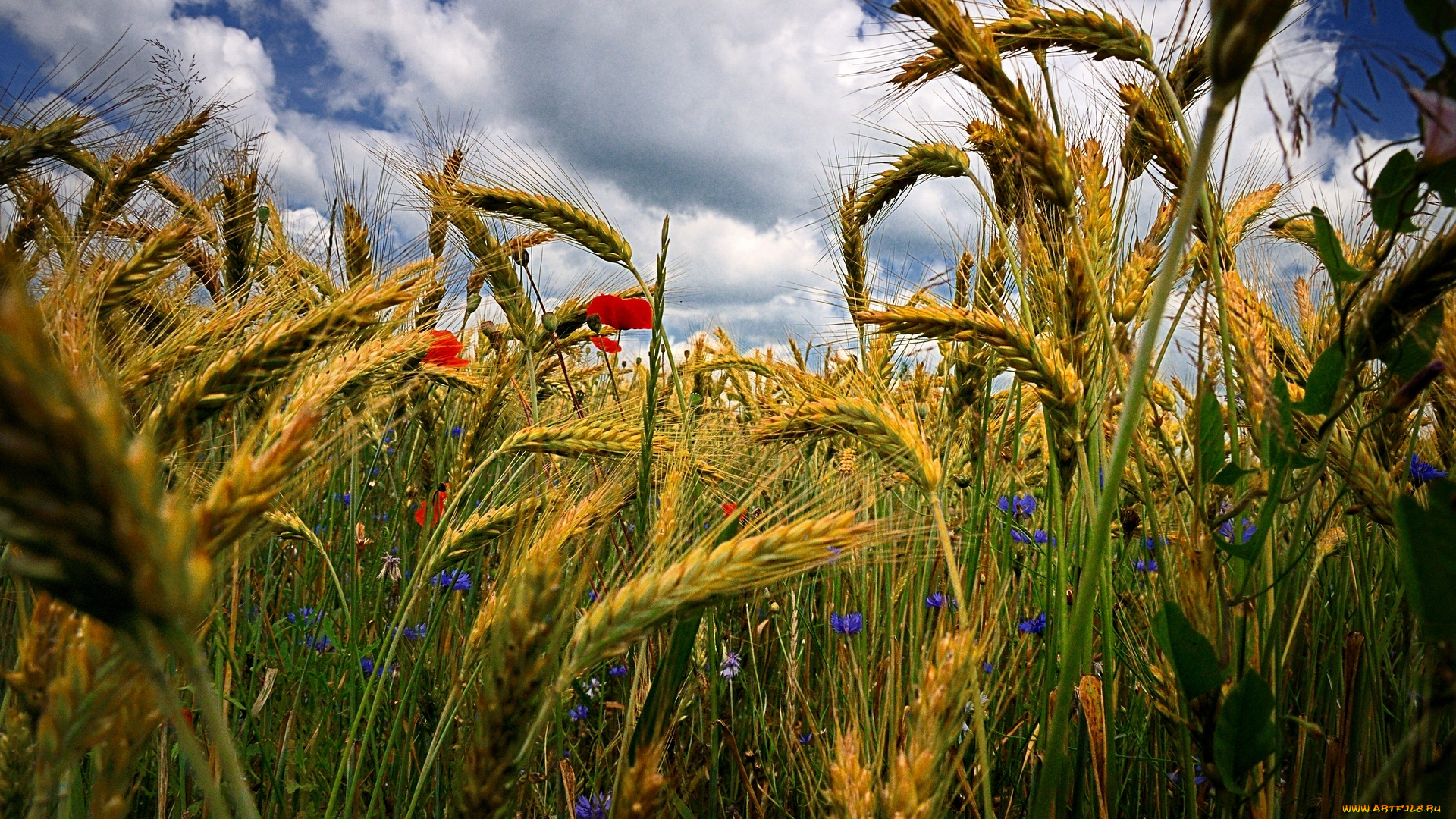 природа, поля, васильки, маки, колосья, цветы, макро