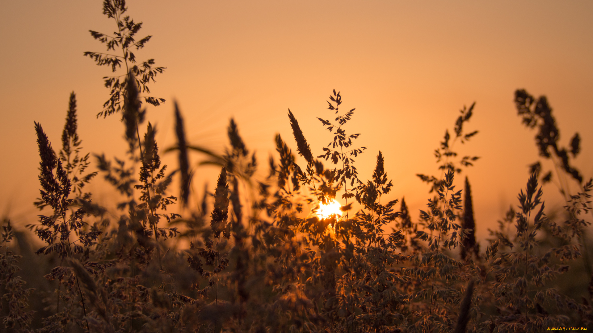 природа, восходы, закаты, травинки, закат, луг