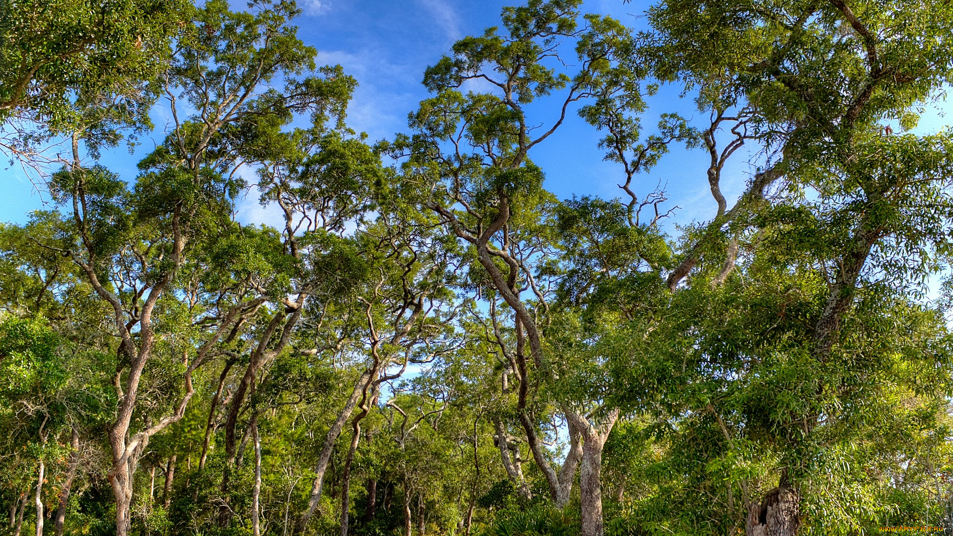 сша, флорида, природа, лес, лето, дорожка, листва, кроны