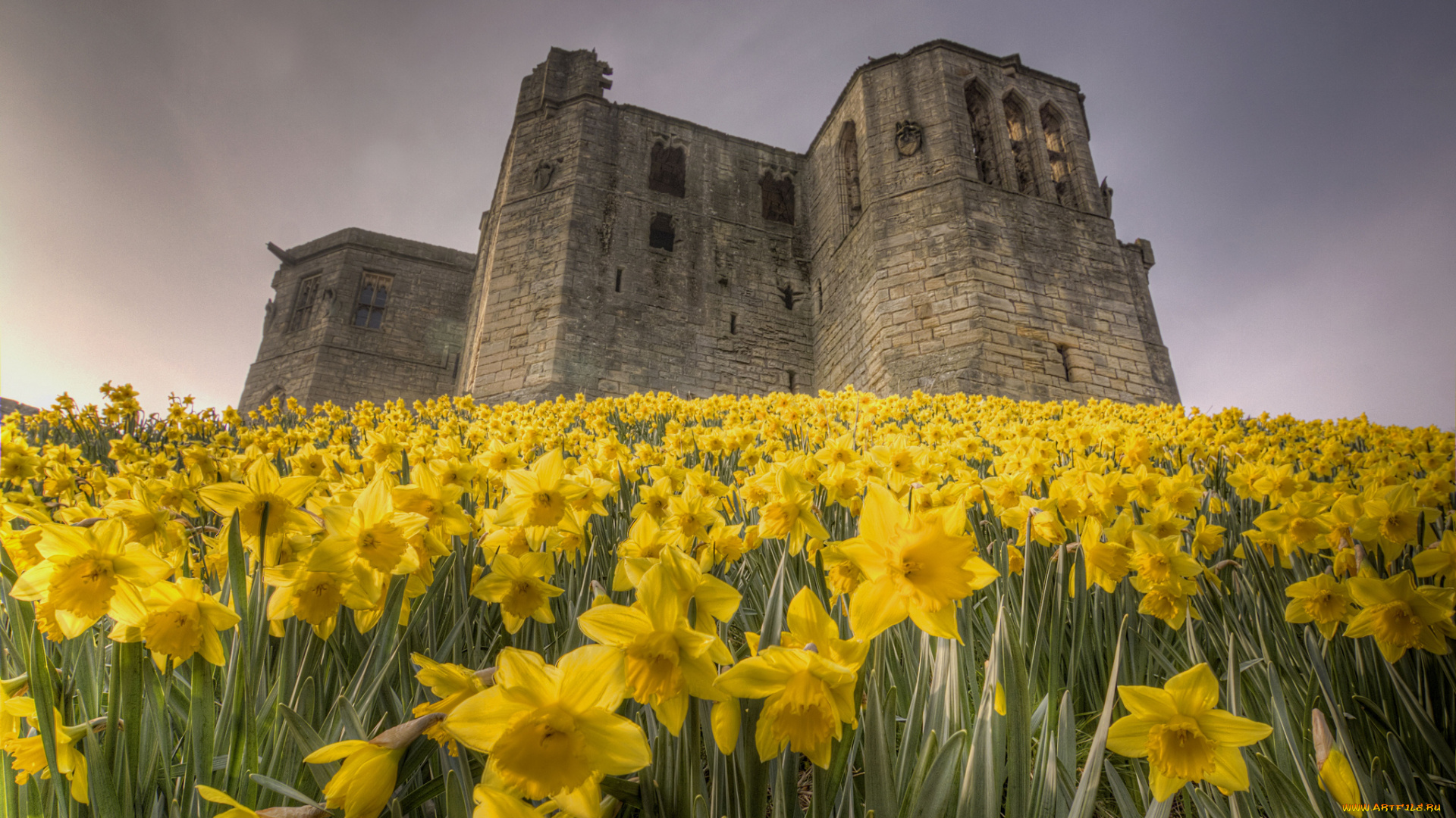 warkworth, castle, england, города, дворцы, замки, крепости, англия, замок, вакворт, нарциссы, цветы
