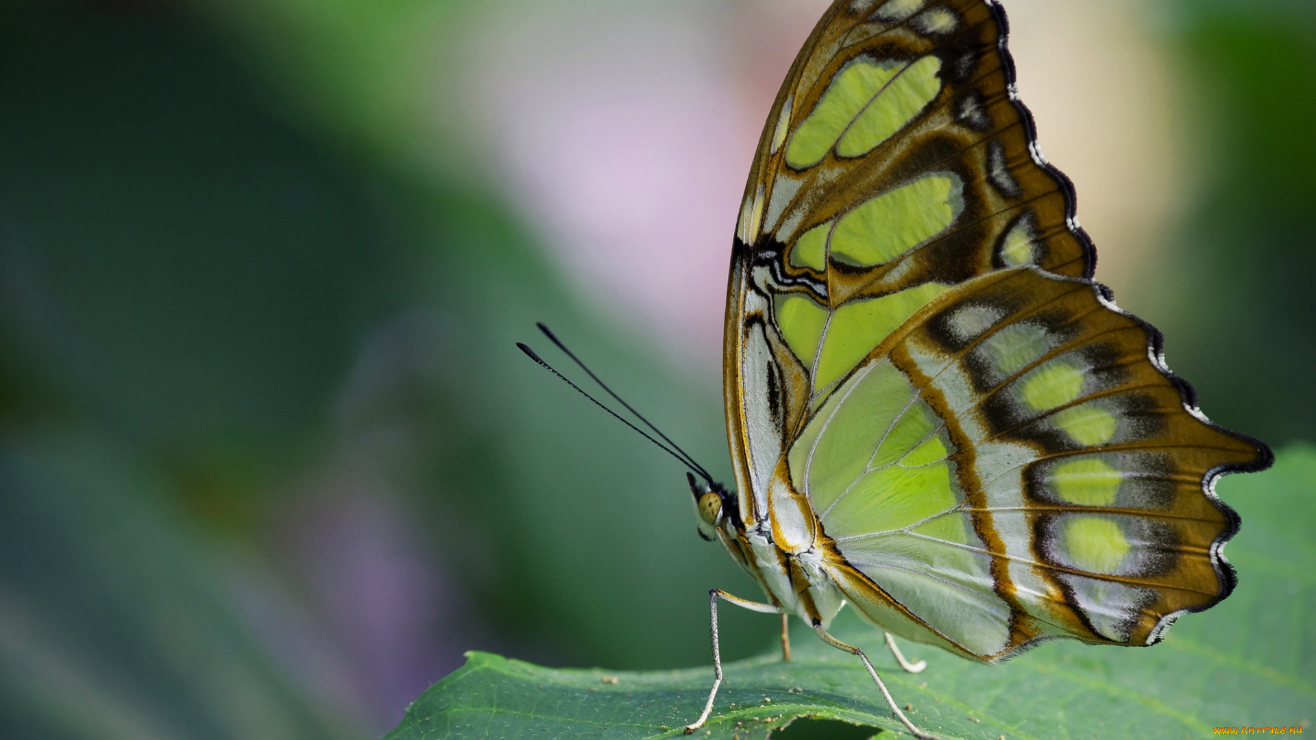 животные, бабочки, крылья