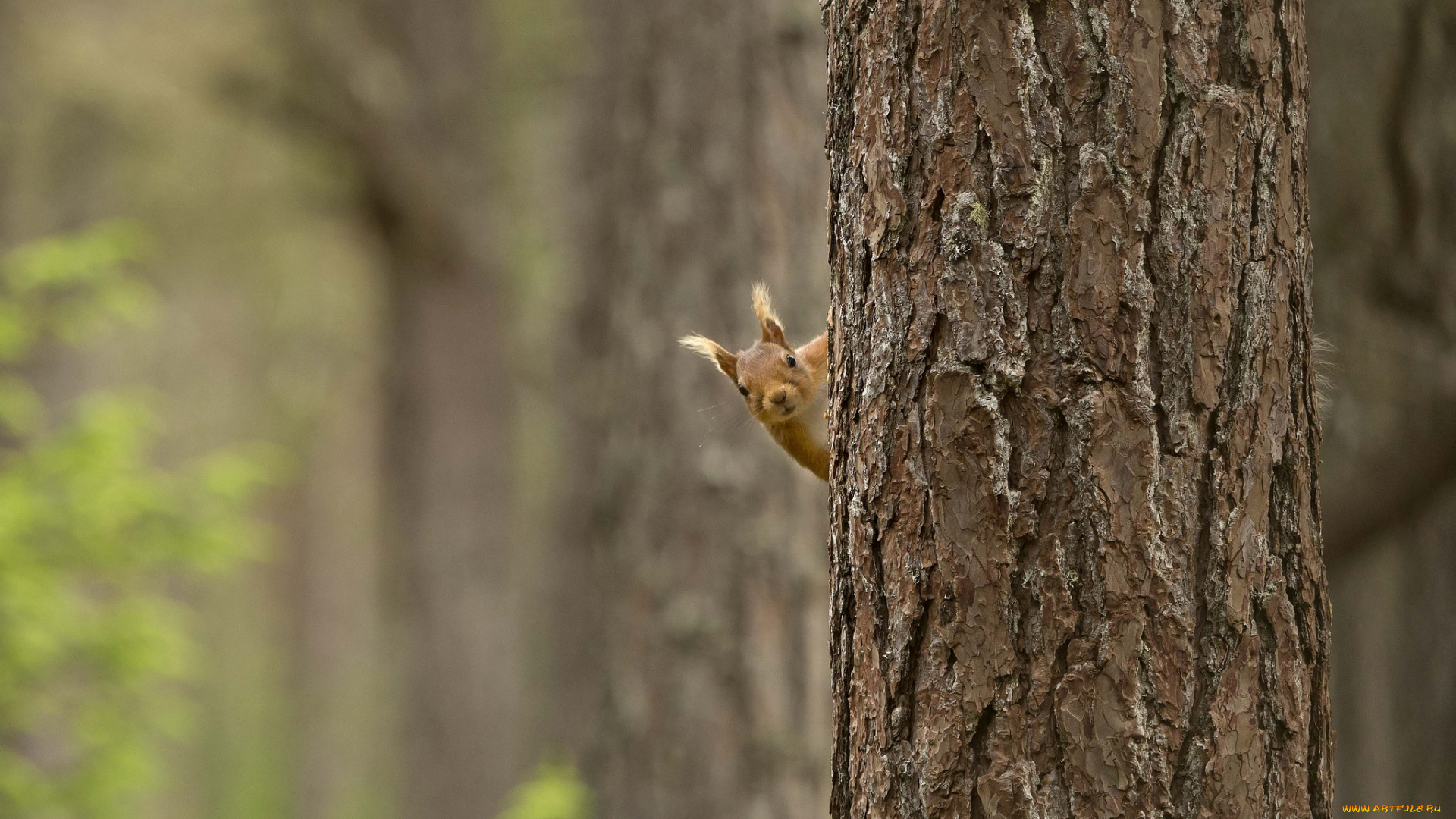 животные, белки, зверек, ствол