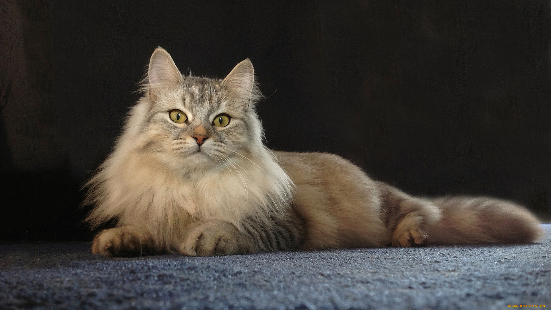 животные, коты, красава, позирование, мейн-кун