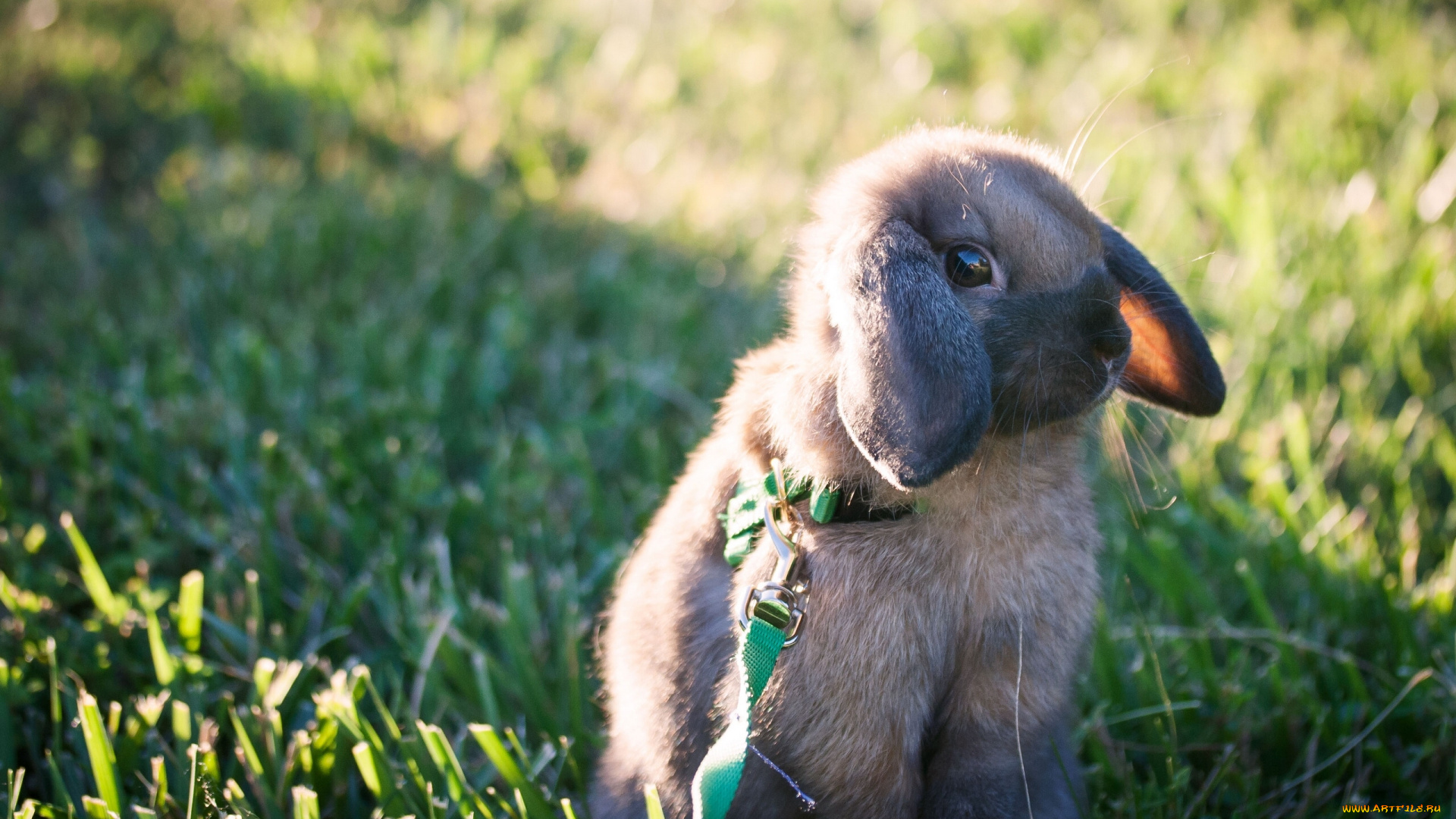 животные, кролики, зайцы, крольчонок, кролик, прогулка, поводок