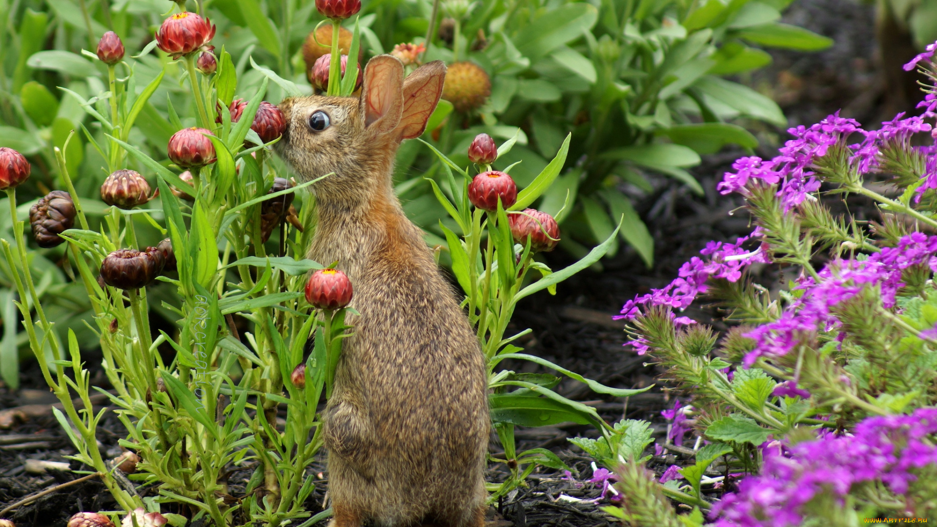 животные, кролики, зайцы, зайчик