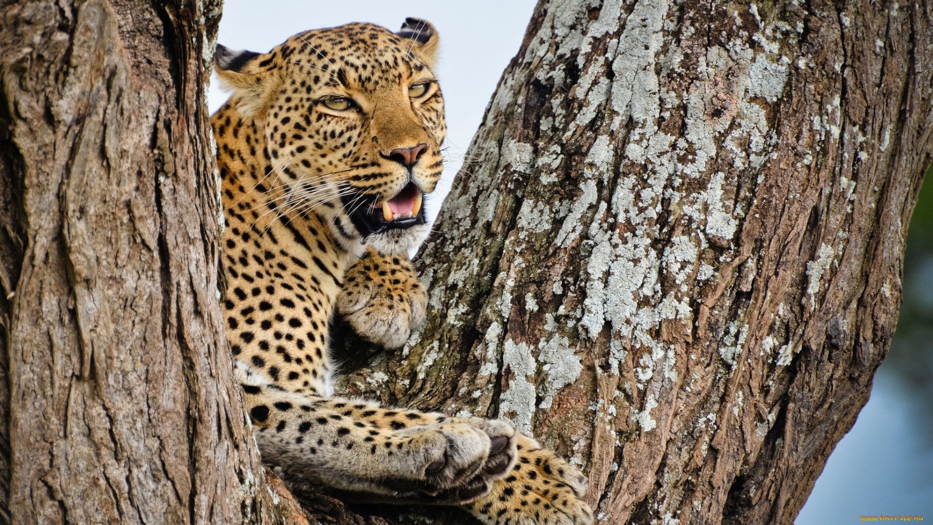 животные, леопарды, рык, дерево