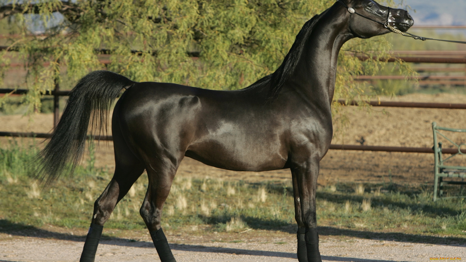 животные, лошади, красавец, вороной, арабский, скакун