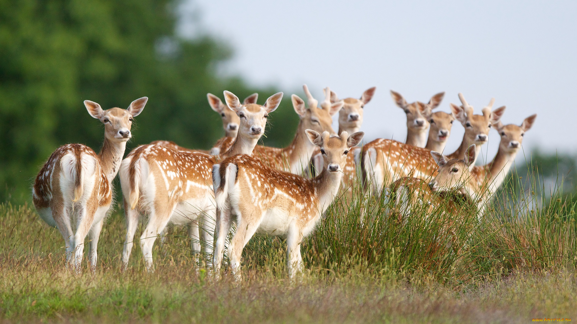 животные, олени, стадо