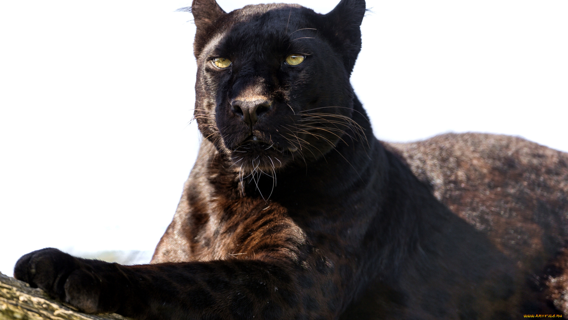 животные, пантеры, ягуар, черный, леопард