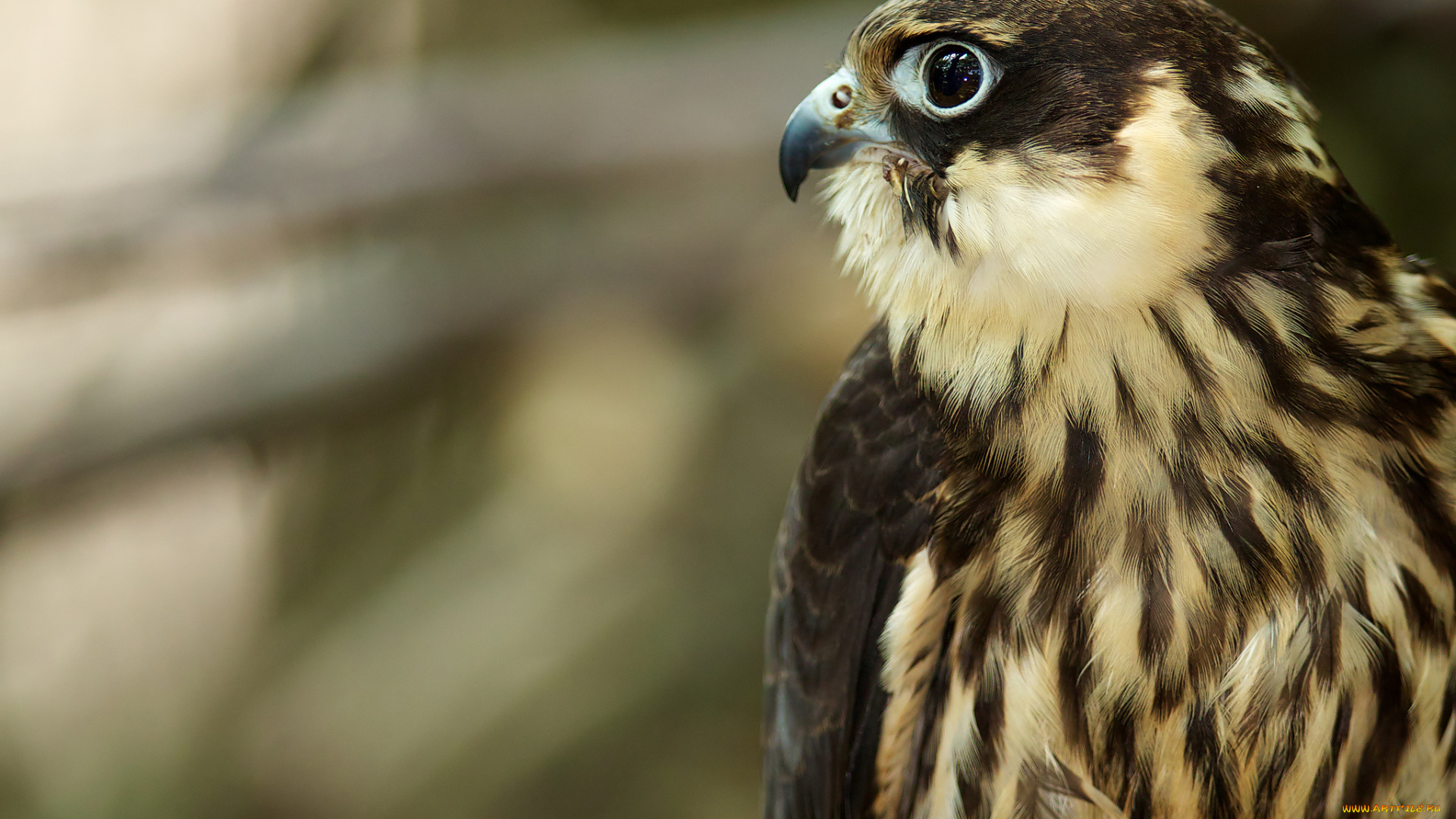 животные, птицы, хищники, профиль