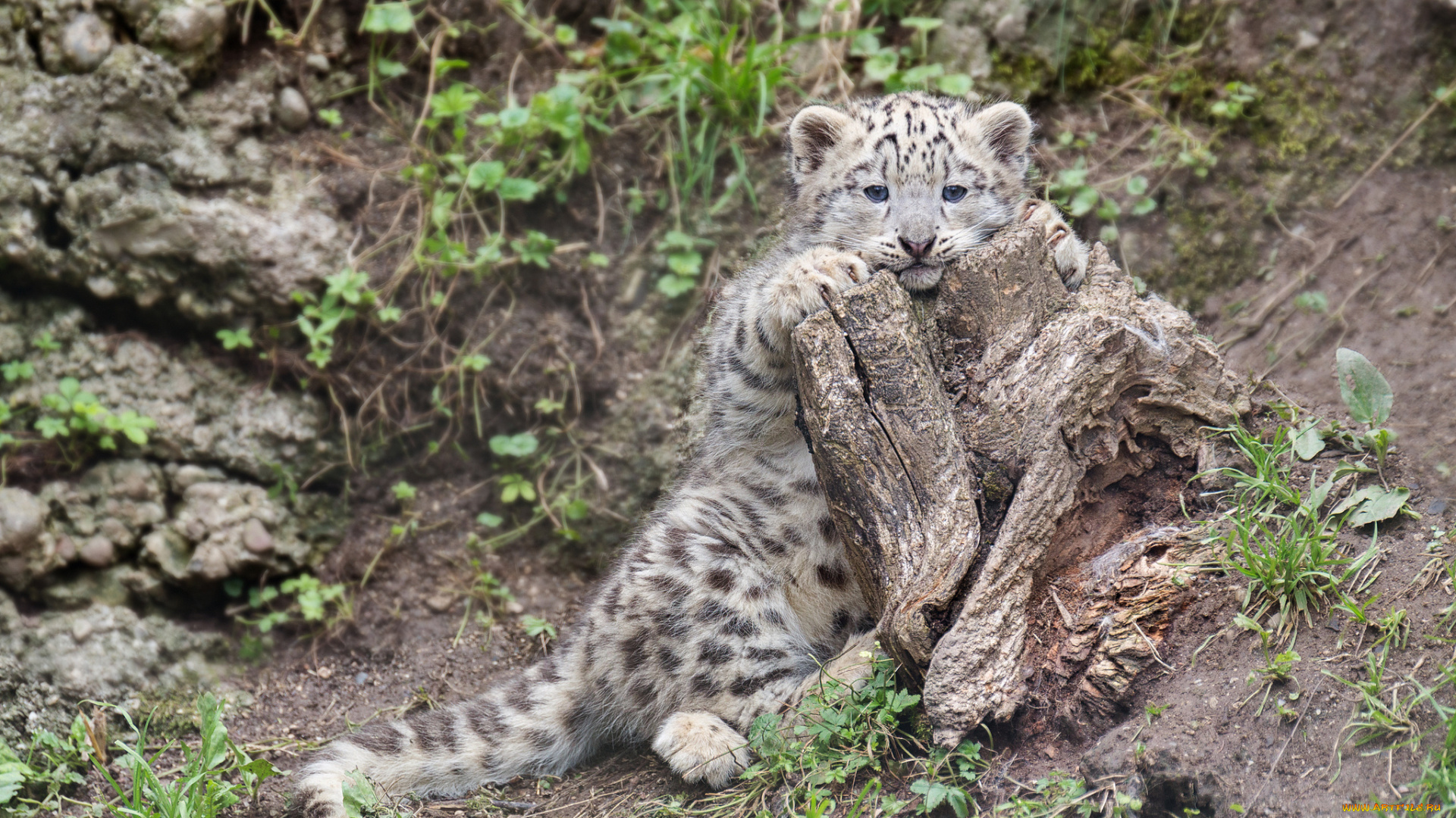 животные, снежный, барс, ирбис, котёнок, пень